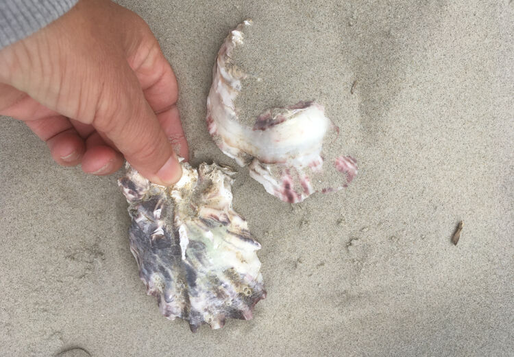 Oesters eten is gezond. Er zitten veel eiwitten in oesters en ze bevatten weinig calorieën.
